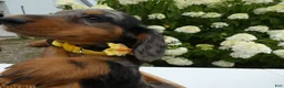 Miniature Dachshund dogs for sale: Miniature Dachshund 1 Sparky - Ad 3