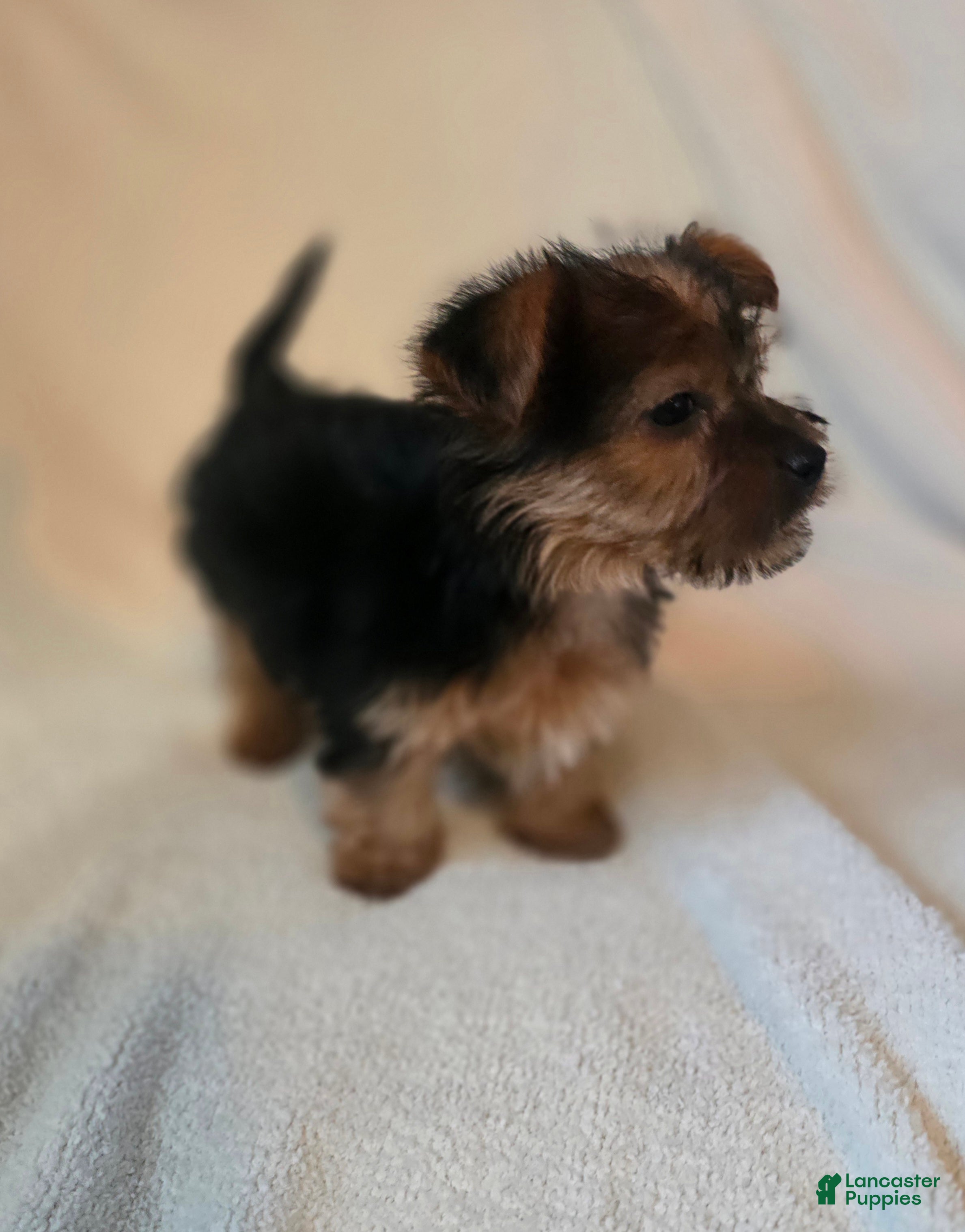 Shorkie dogs Lankin - Ad 2