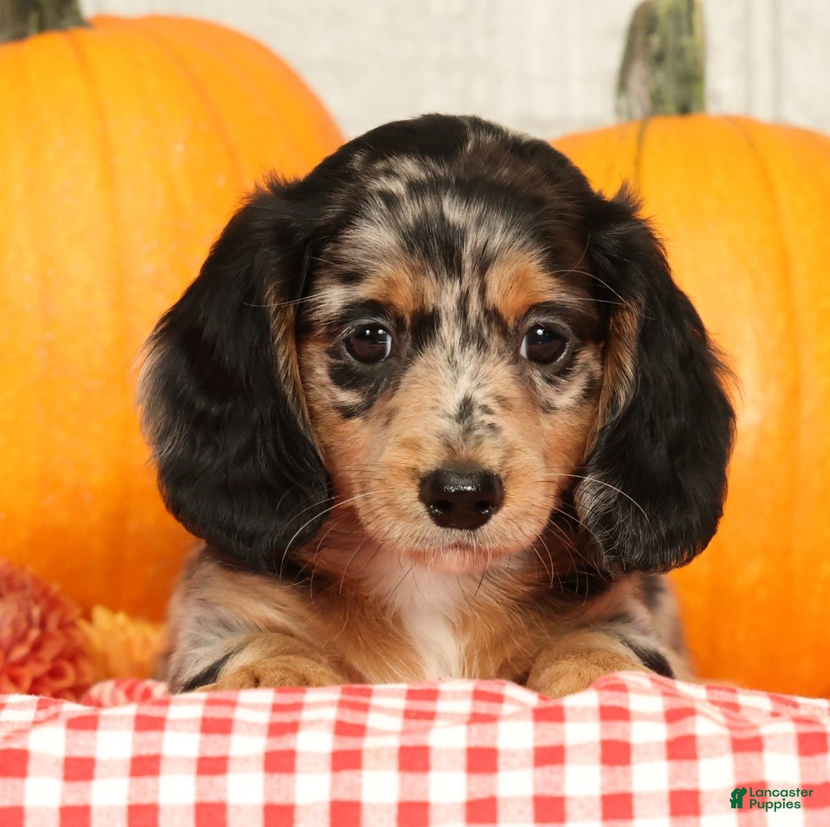 Miniature Dachshund dogs Jesse - Ad 2