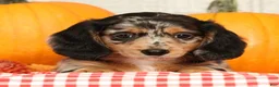 Miniature Dachshund dogs for sale: Jesse - Ad 2