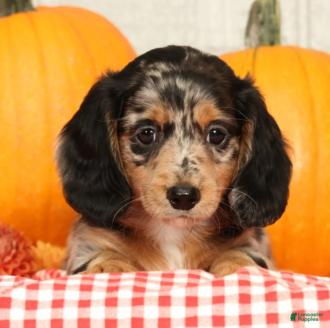Miniature Dachshund dogs for sale: Jesse - Ad 2