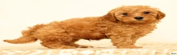 Mini Goldendoodle dogs for sale: Lance - Ad 5
