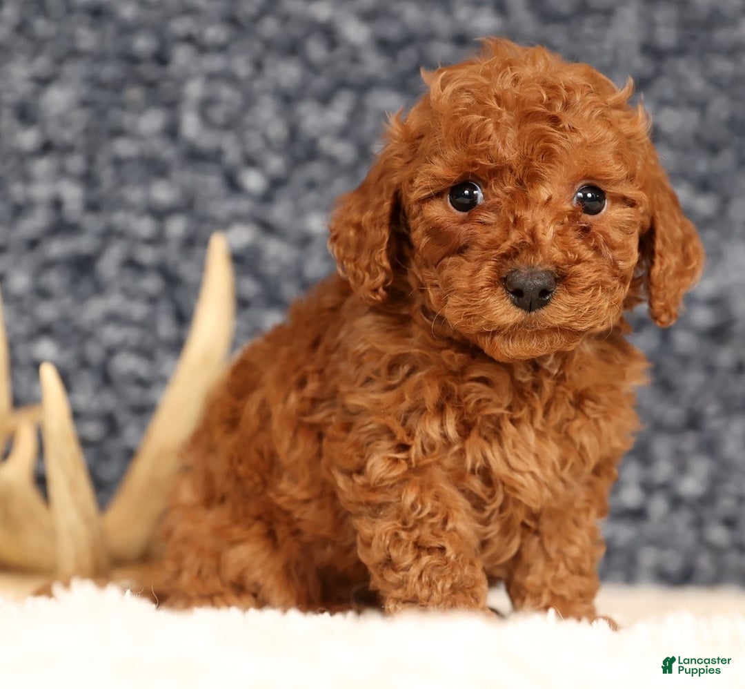 Bichpoo dogs for sale: Finn - Ad 6