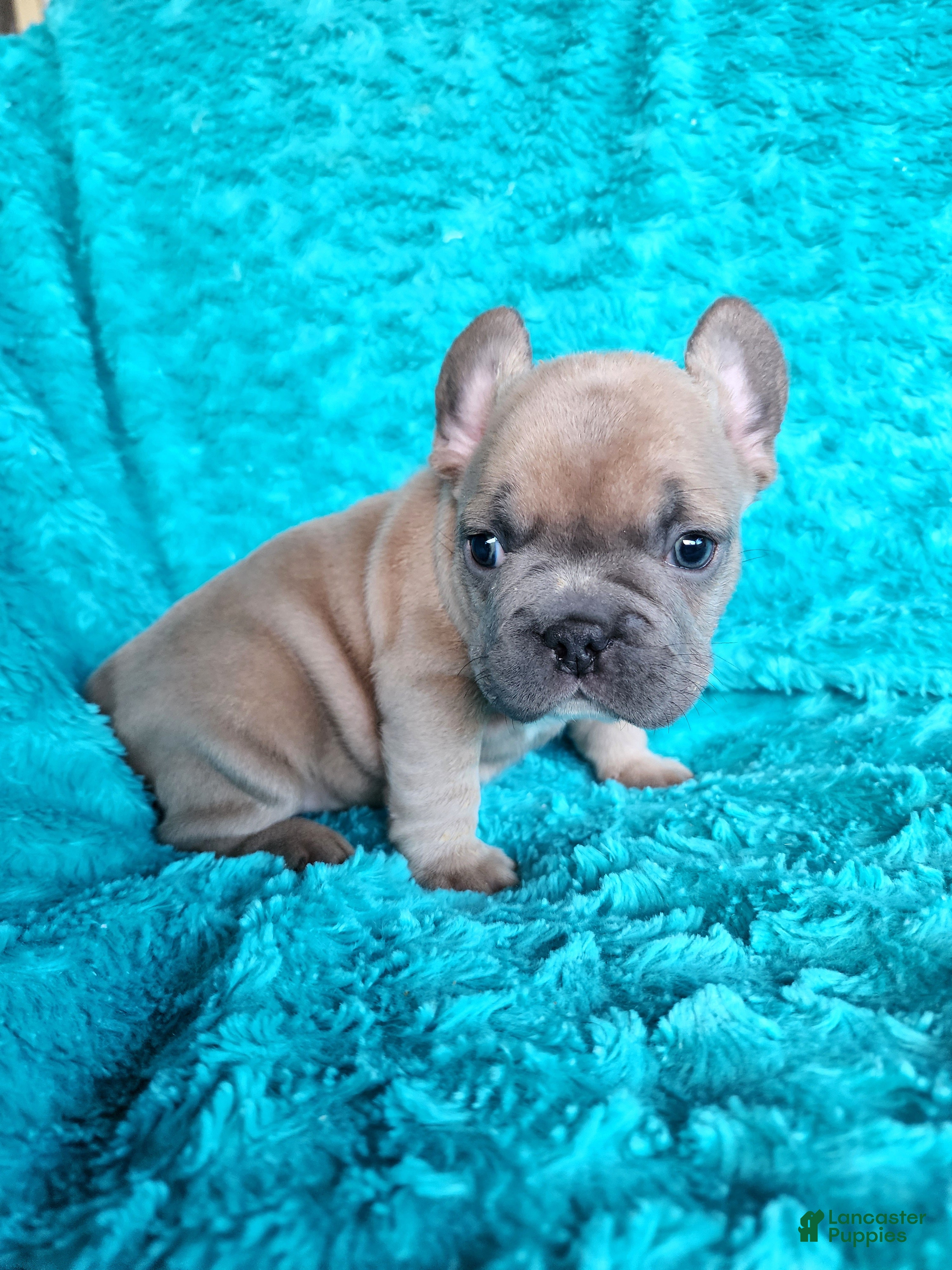 French Bulldog dogs Prince - Ad 1
