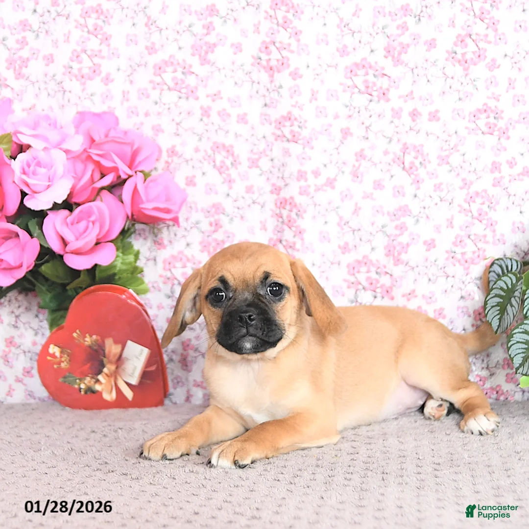 Puggle dogs for sale: Karmel - Ad 2