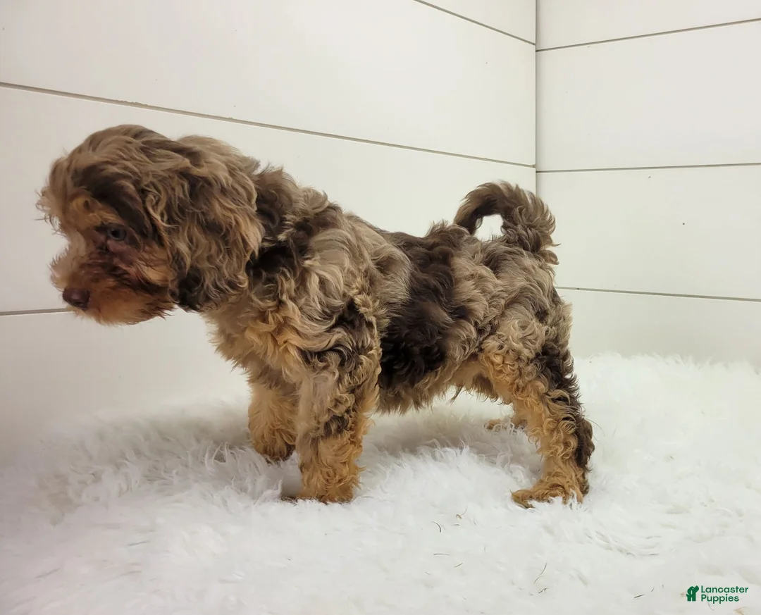 Cavapoo dogs for sale: Oliver2250 - Ad 7