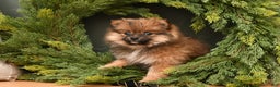Pomeranian dogs for sale: Holly - Ad 1