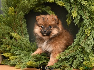 Pomeranian dogs Holly - Ad 10