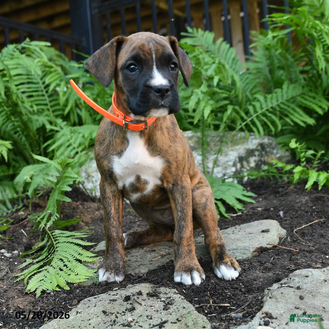 Boxer dogs for sale: Gypsy - Ad 5