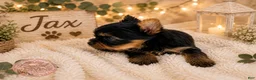 Yorkshire Terrier dogs for sale: Jax - Ad 1