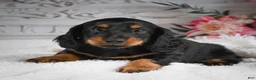 Miniature Dachshund dogs for sale: AKC-Gibson - Ad 9