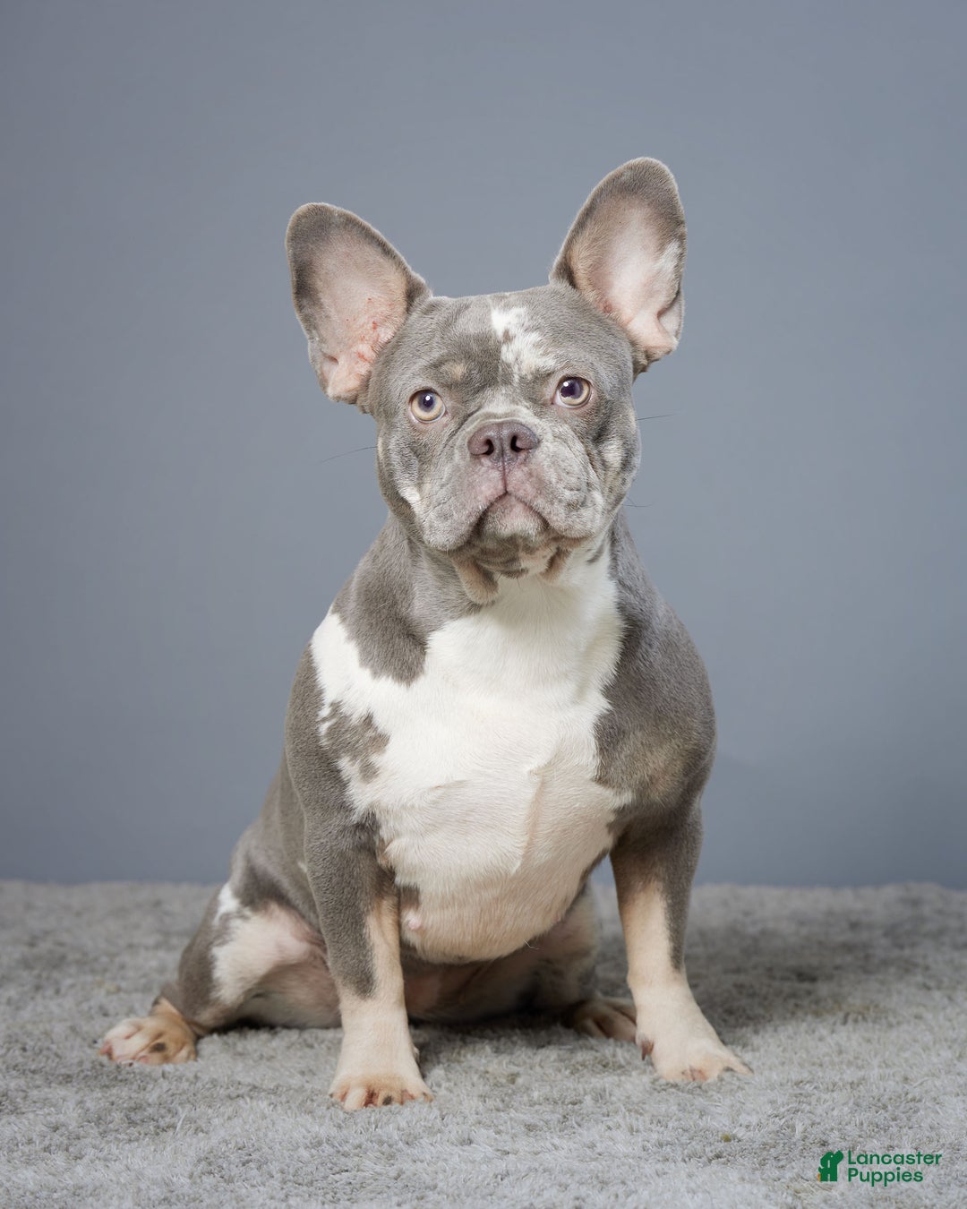 French Bulldog dogs for sale: Florence - Ad 4