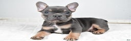 French Bulldog dogs for sale: Flash - Ad 1