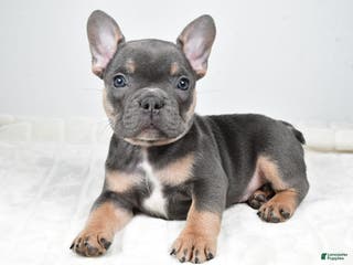 French Bulldog dogs Flash - Ad 8