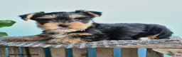 Yorkshire Terrier dogs for sale: Edward - Ad 3