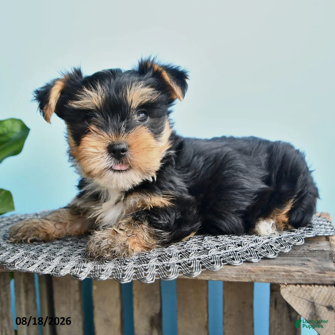 Yorkshire Terrier dogs for sale: Edward - Ad 3