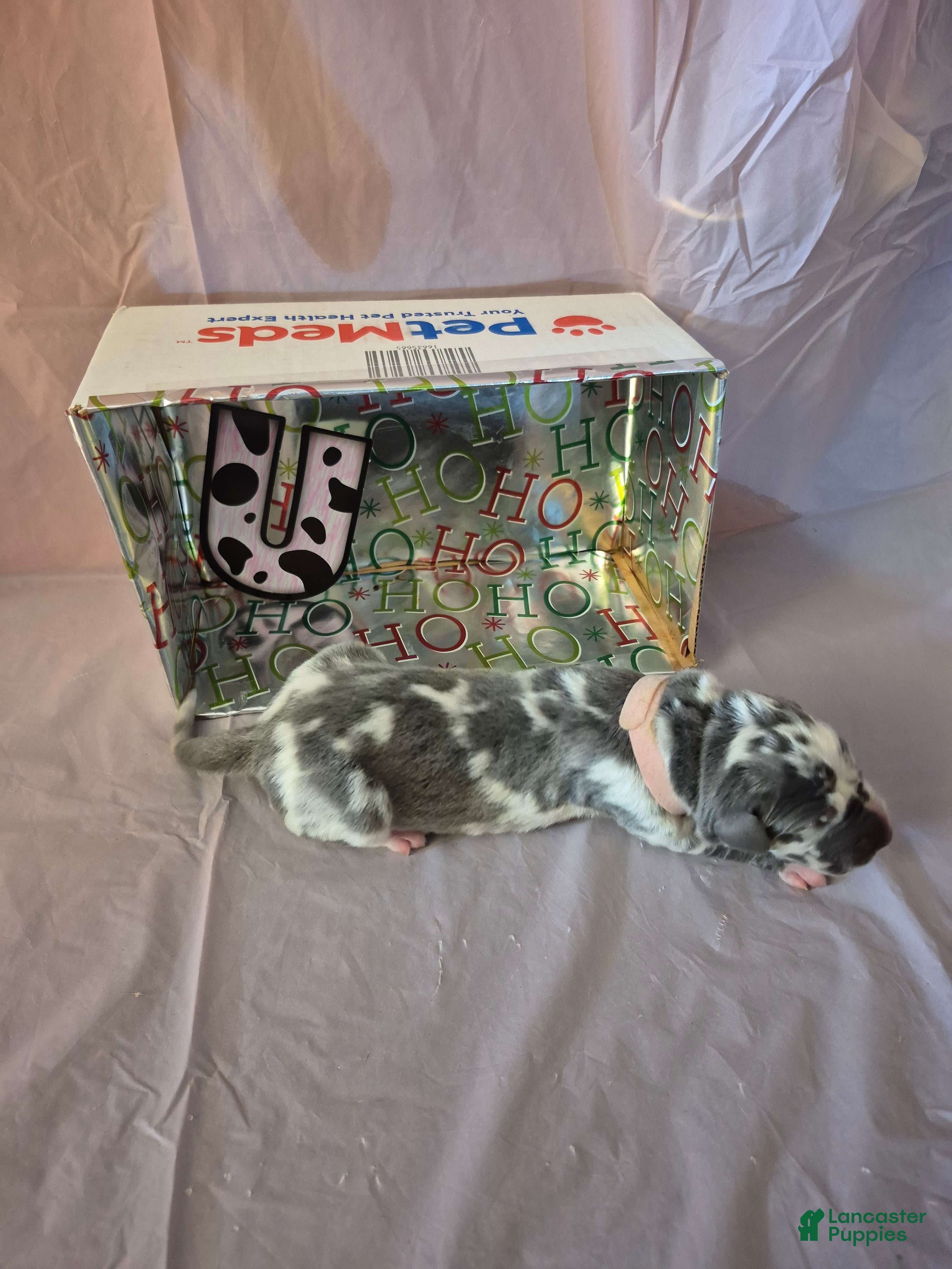 Great Dane dogs Utopia - Ad 22