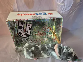 Great Dane dogs Utopia - Ad 28