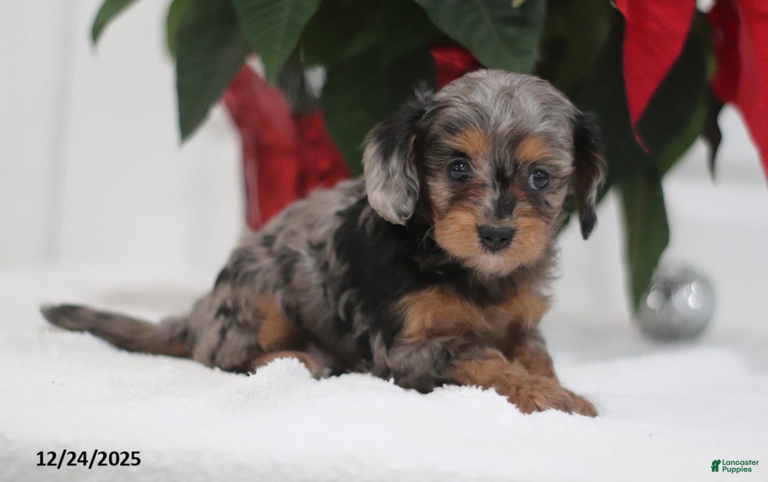 Cavapoo dogs for sale: Pearl - Ad 3