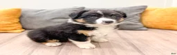 Australian Shepherd dogs for sale: Luna - Ad 3