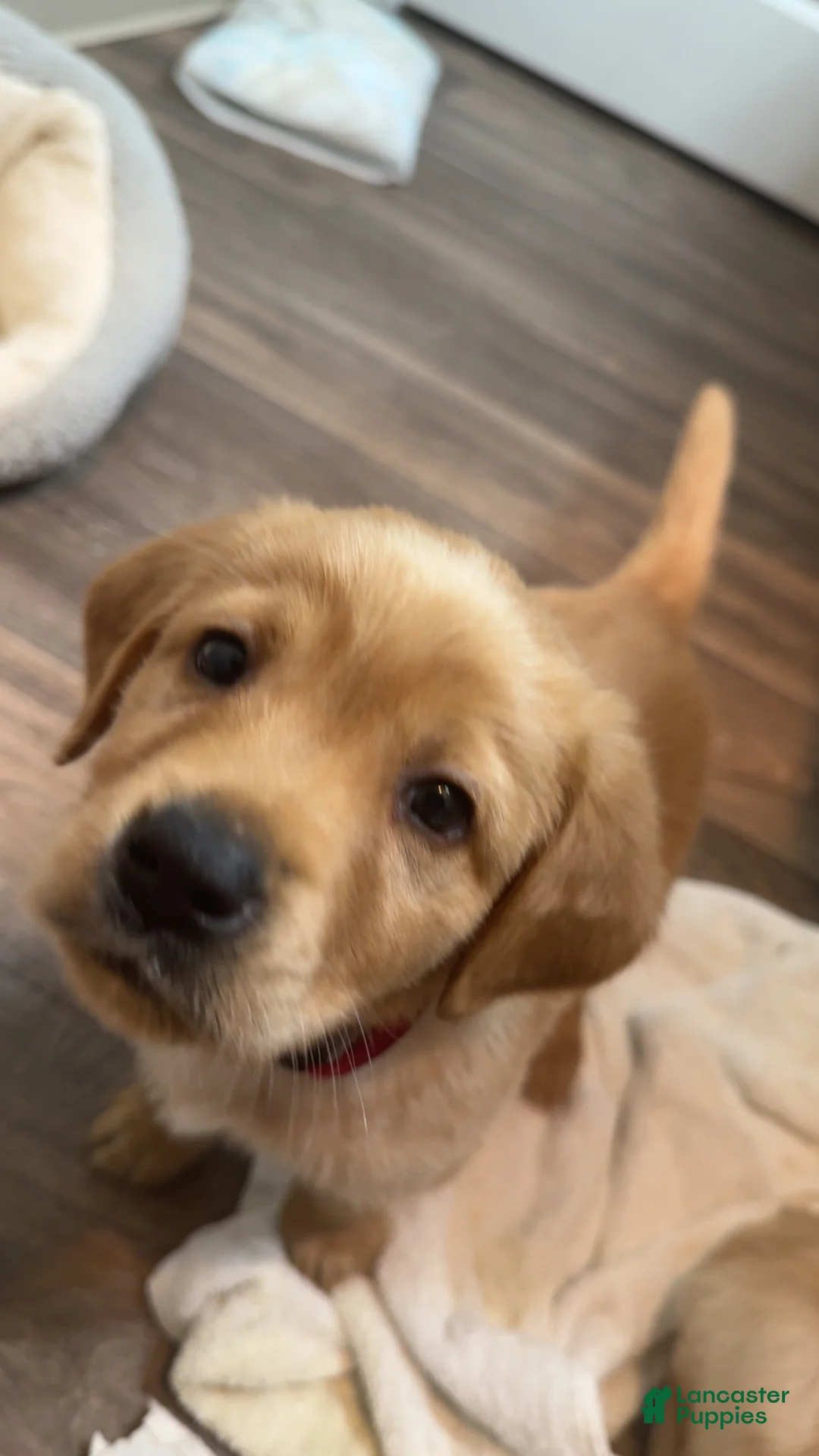 Labradoodle dogs for sale: Labradoodle Puppy 2 - Ad 2