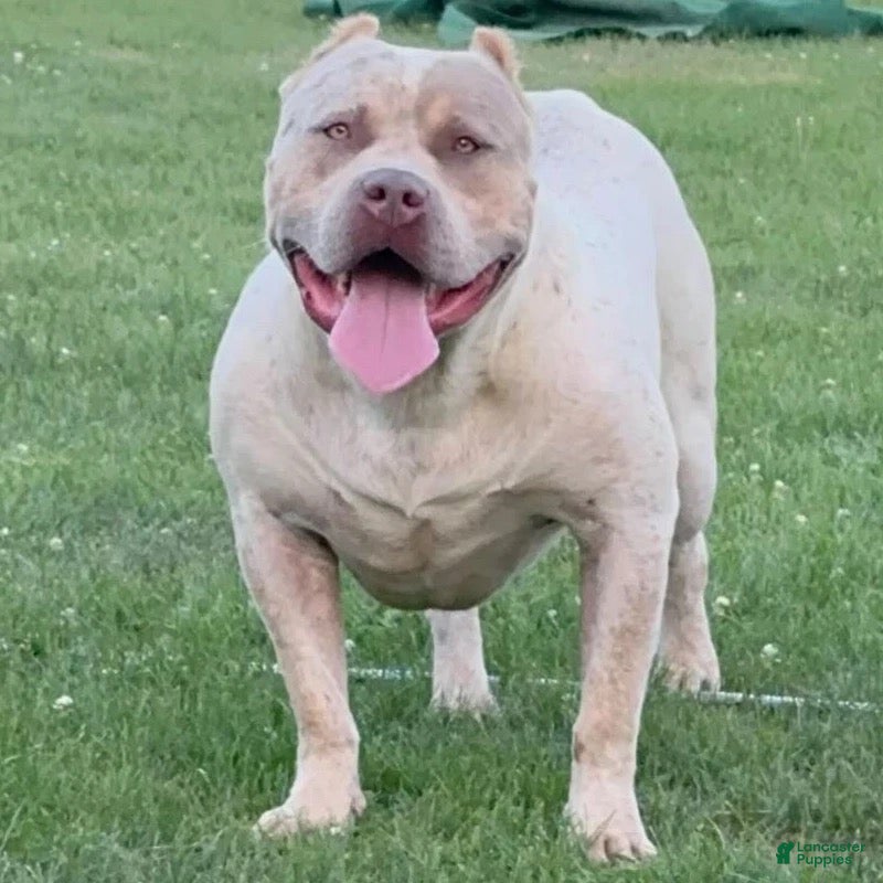 American Bully dogs Dallas - Ad 3