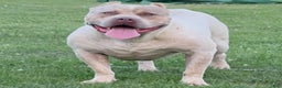 American Bully dogs for sale: Dallas - Ad 1