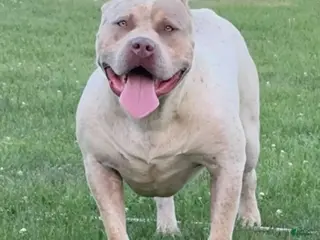 American Bully dogs Dallas - Ad 19