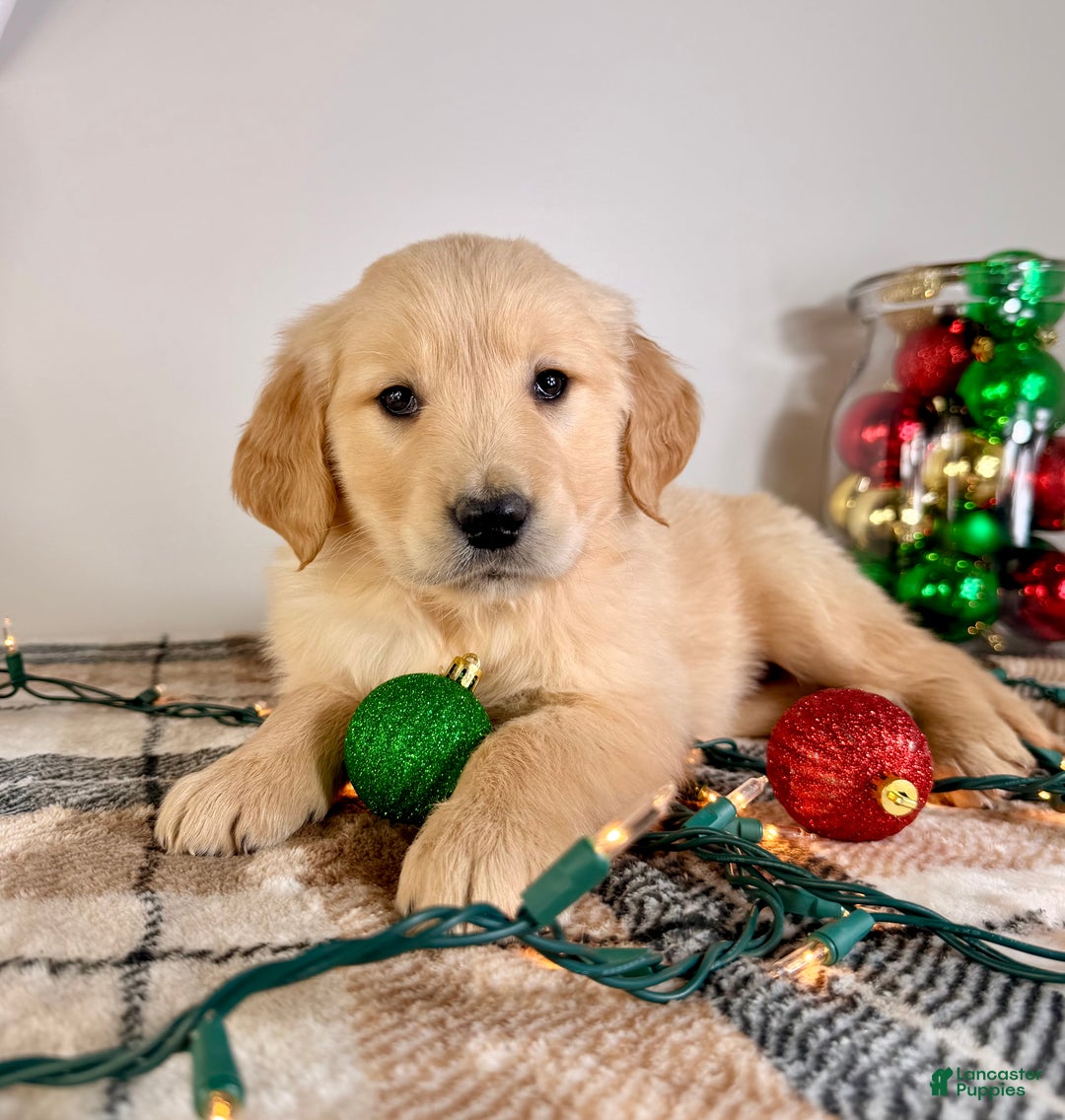 Golden Retriever dogs for sale: AKC Grayson - Ad 3