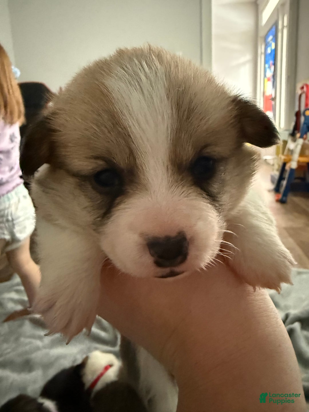 Welsh Corgi Pembroke dogs for sale: Welsh Corgi Pembroke Puppy 1 - Ad 3