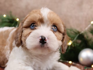 Cavapoo dogs Chris - Ad 19