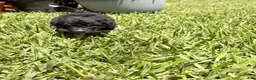 Mixed Breed dogs for sale: Trip - Ad 9