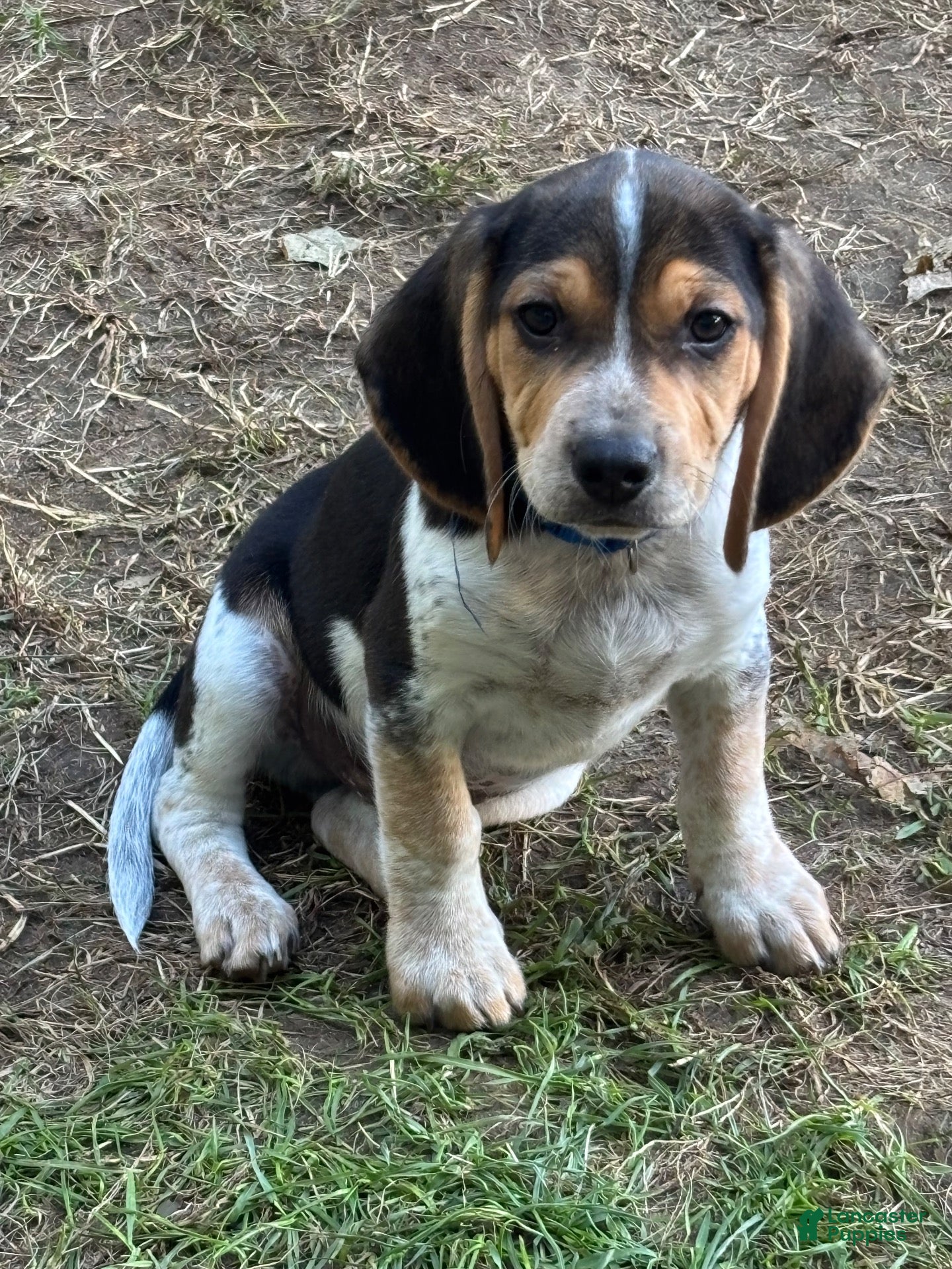 Beagle