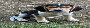 Beagle 1