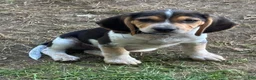 Beagle dogs for sale: Beagle 1 - Ad 1