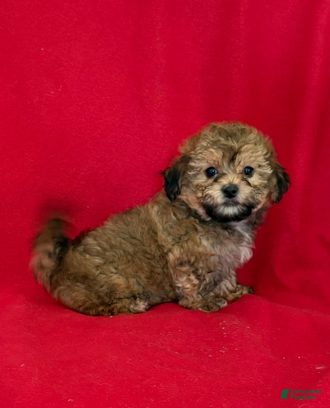 Teddy Bear dogs for sale: Landon - Ad 2
