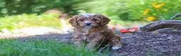 Cavapoo dogs for sale: Princess - Ad 5