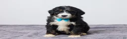 Bernedoodle dogs for sale: Kyler - Ad 1