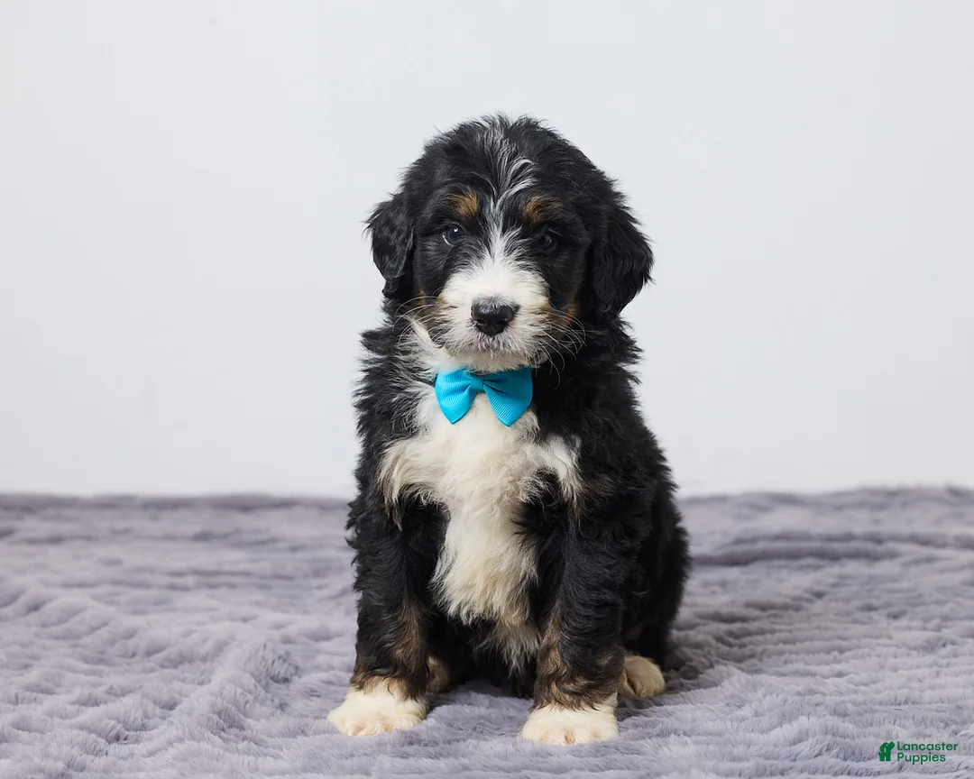 Bernedoodle dogs for sale: Kyler - Ad 1
