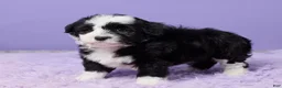 Mini Sheepadoodle dogs for sale: Sarge - Ad 5