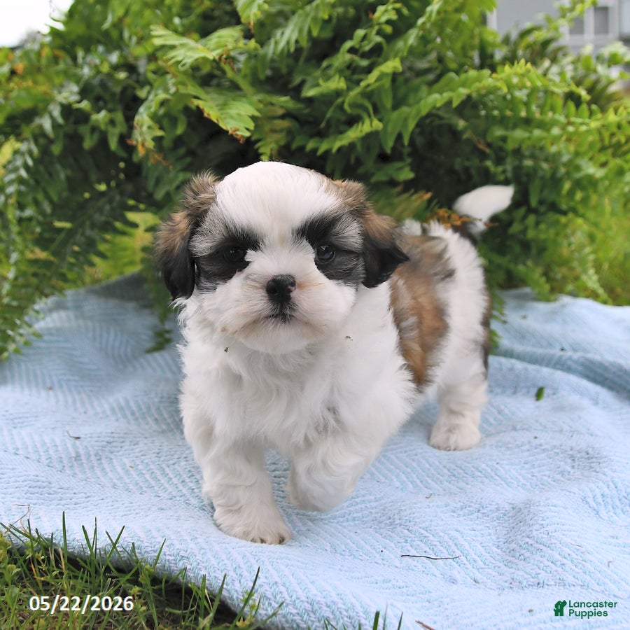 Shih Tzu dogs Tilly - Ad 1