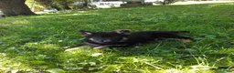 German Shepherd dogs for sale: Riley - Ad 3