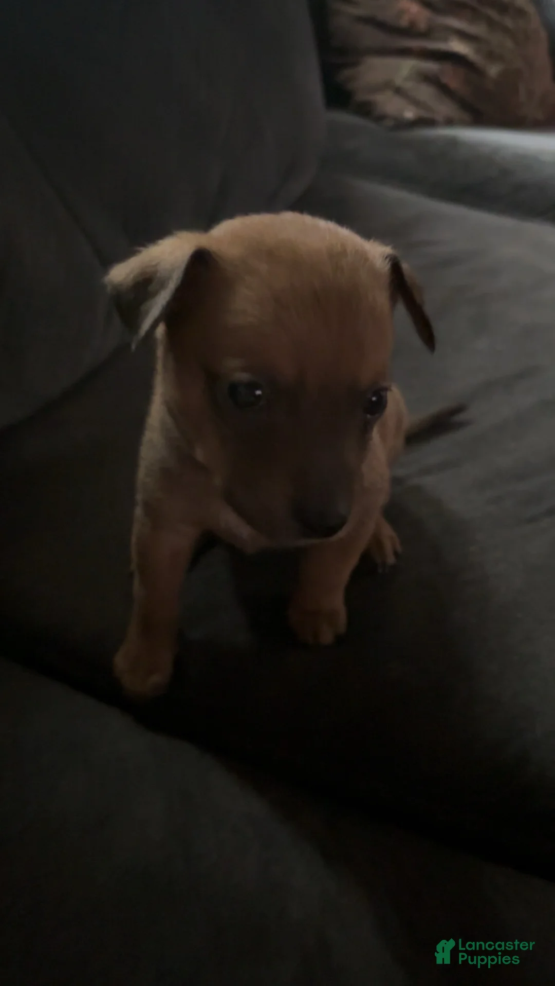 Mixed Breed dogs for sale: Mixed Breed 8 - Ad 1