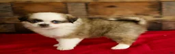 Mixed Breed dogs for sale: Brook - Ad 4