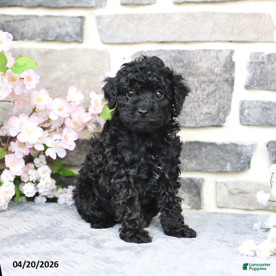 Miniature Poodle dogs Dinah - Ad 1