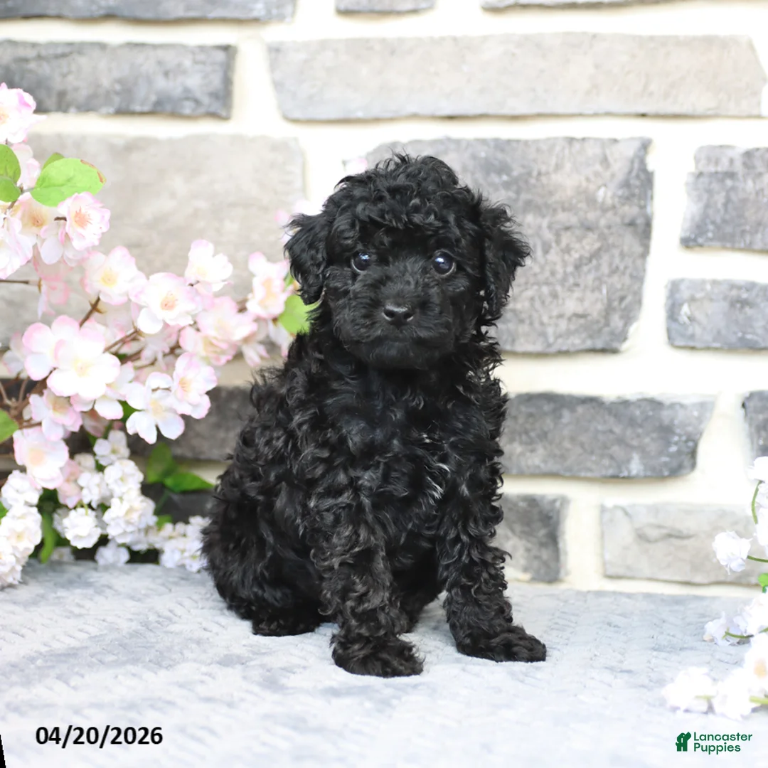 Miniature Poodle dogs for sale: Dinah - Ad 1