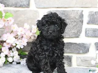 Miniature Poodle dogs for sale: Dinah - Ad 3