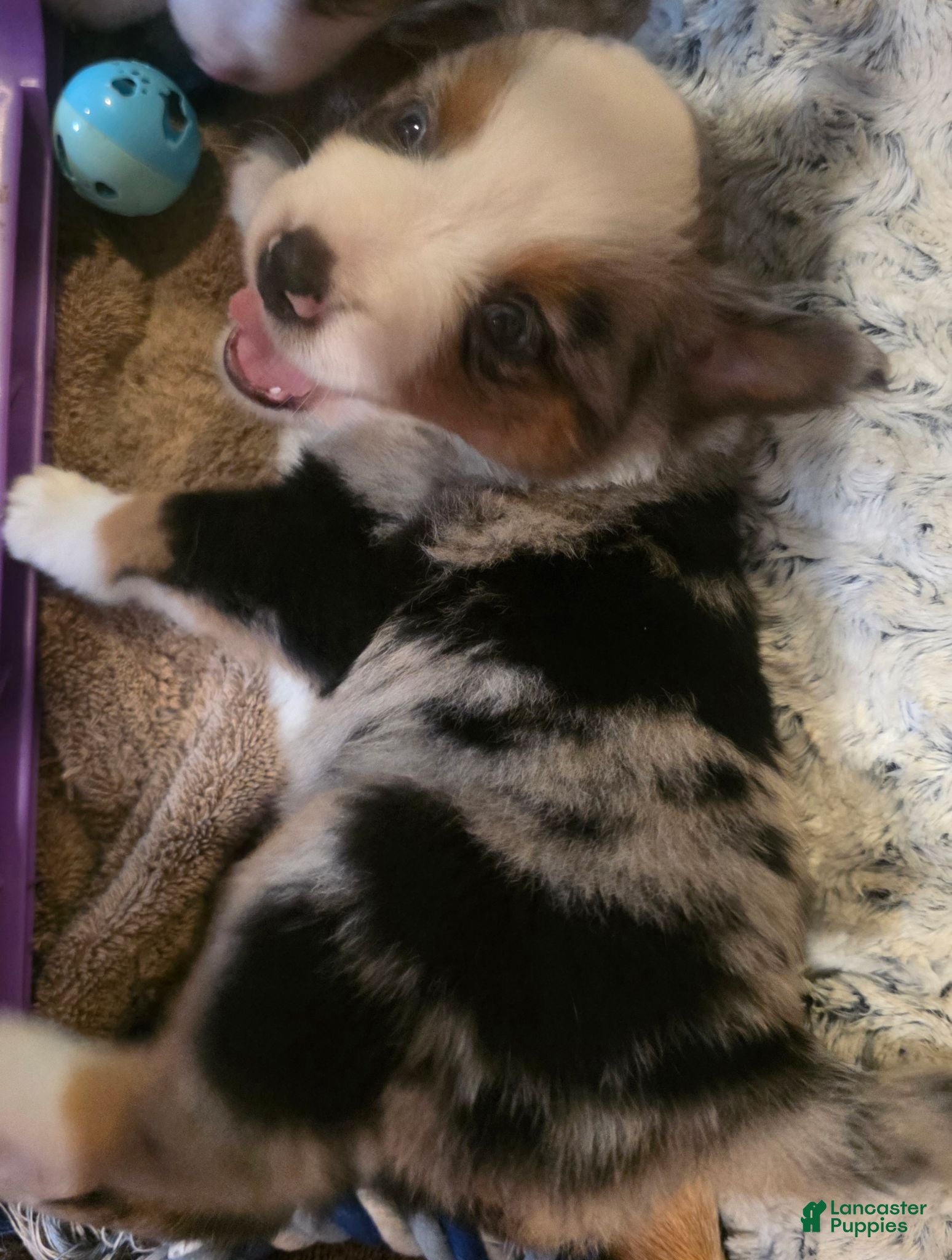 Australian Shepherd dogs Daniel - Ad 2