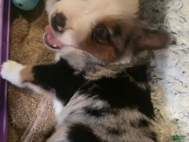 Australian Shepherd dogs for sale: Daniel - Ad 2