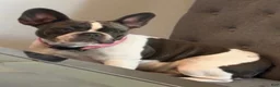 French Bulldog dogs for sale: French Bulldog 2 - Ad 5